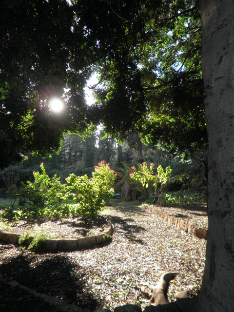 Garden Outside Moat flowering shrubs, backlit, behind silhouetted trees