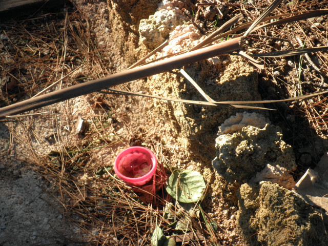 Park Floor stones, twig, pine needles, and pink plastic cup
