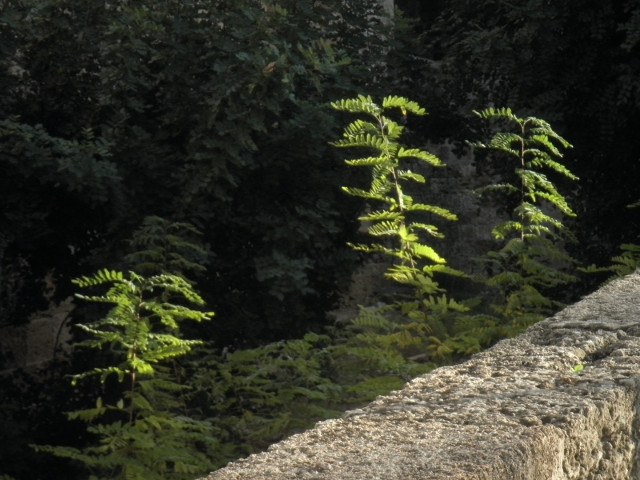Small Ferns sun on fern shoots behind stone wall