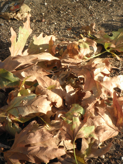 Winter leaves dry plane leaves in winter sun