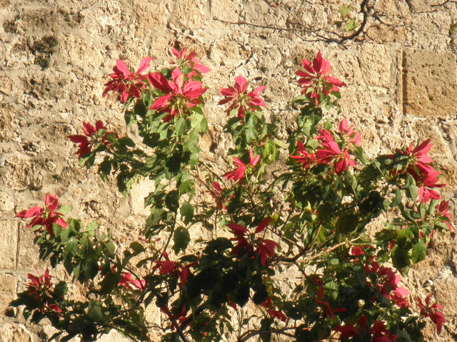Red Flower Bush red flower bush against tan stone wall