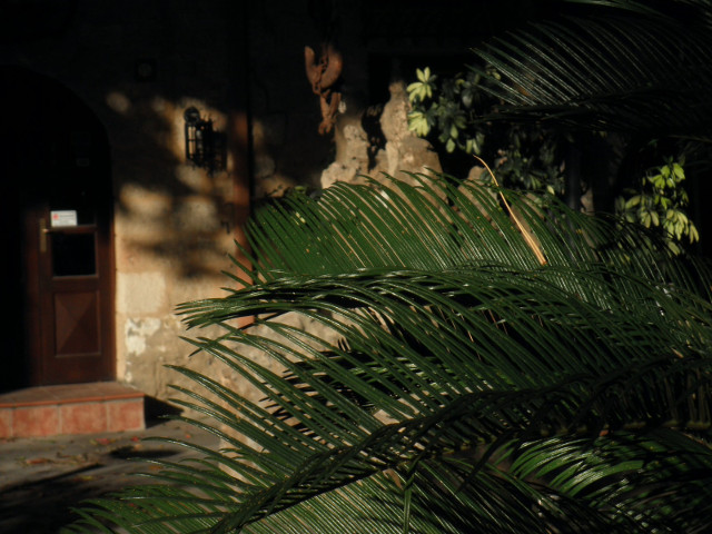 Frond palm frond in front of mottled wall
