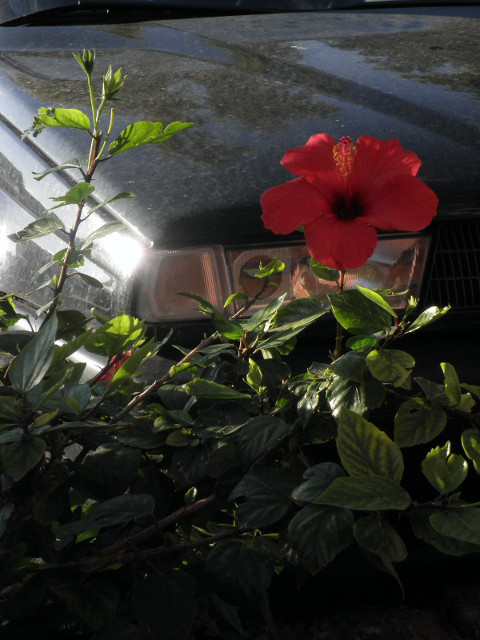 What *is* this flower called?! red flower, car hood with reflection of trees