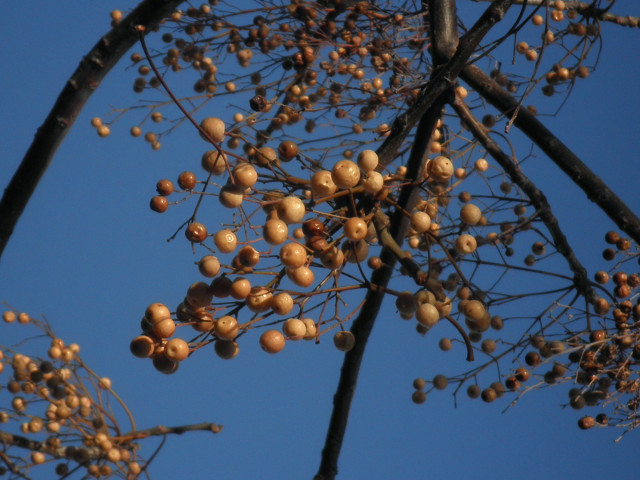 Winter Berries dried golden berries on bare tree branch