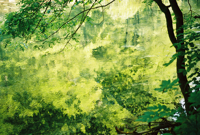 Reflections a la Monet reflections in river of trees on far bank