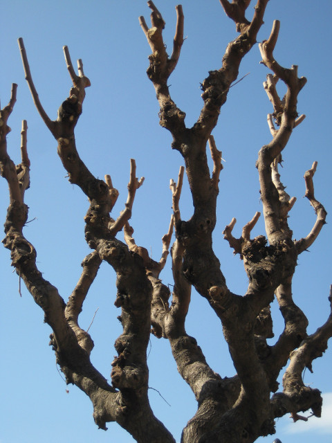 Corkscrew Tree Spiralling bare tree branches
