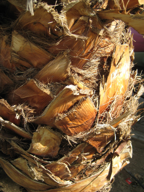 Athenian Palm Side-lighted palm trunk, detail