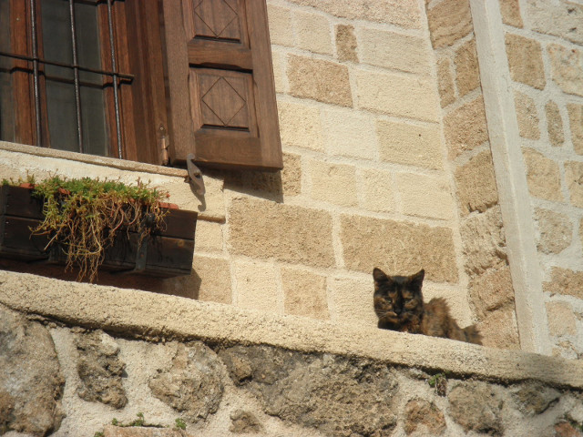 Being Observed cat on upper floor ledge