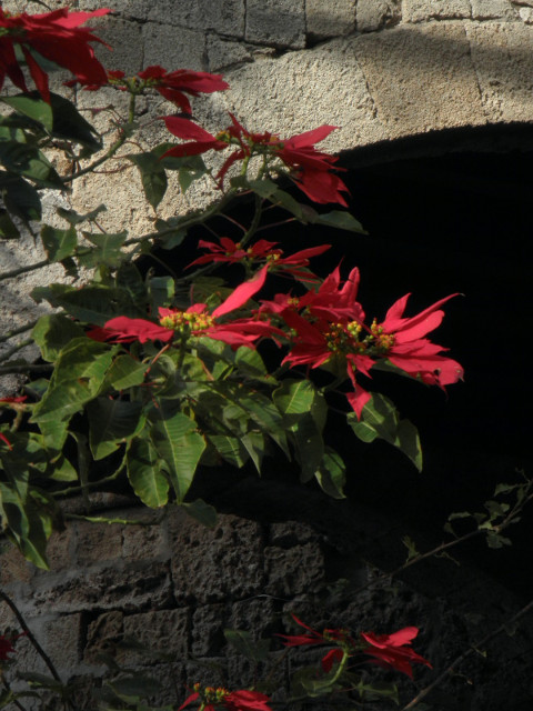 Poinsietta Arch dark archway behind red poinsietta leaves