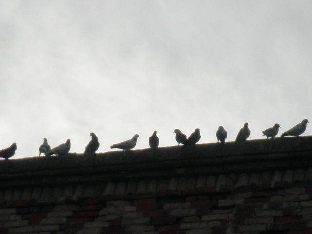 The Birds pigeons silhouetted on a roof edge