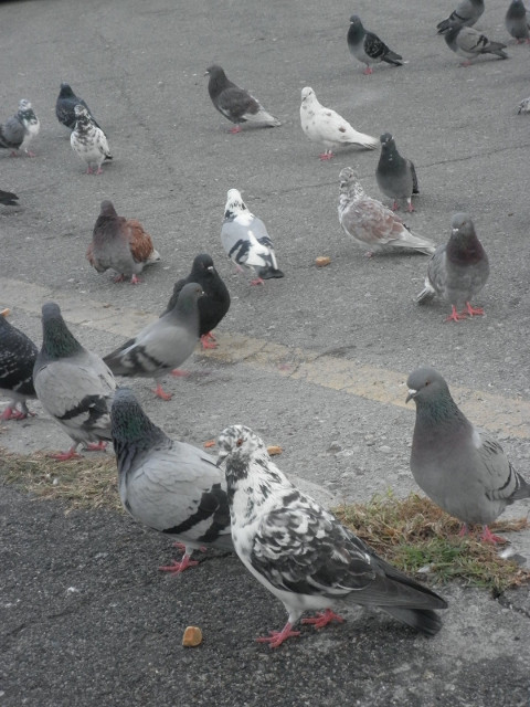 Not Shy pigeons looking for a handout
