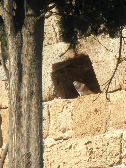 Pigeon Hole pigeon in niche in city wall