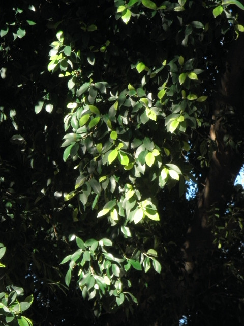 Sun on Leaves sun on smallish mostly dark green leaves