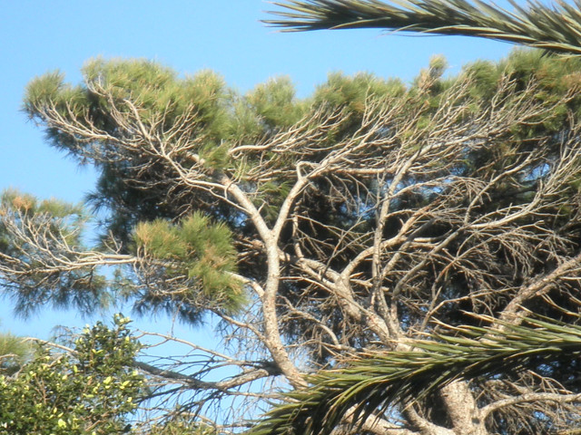 Wind Swept wind-sculpted branch system of a tall tree