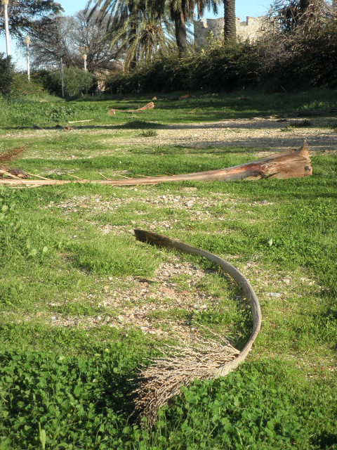 Palm Droppings dead date palm fronds in grassy strip