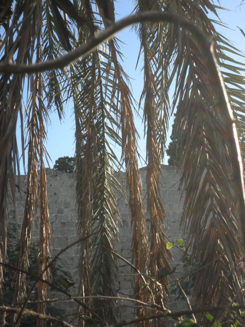Slight of Palm palm fronds framed by bent branch