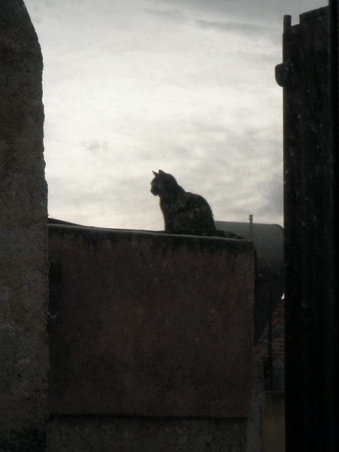 Early Morning Cat cat silhouetted on rooftop