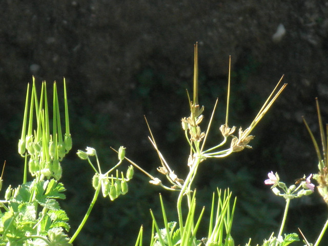 Dancing Plant spikes of spiralling grass plants, before and after