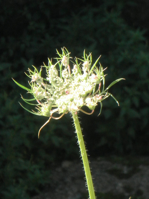 Big Ol' Dandelion some kind of dandelion flower