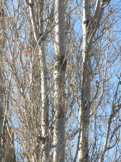 Poplars bare poplar trunks and branches
