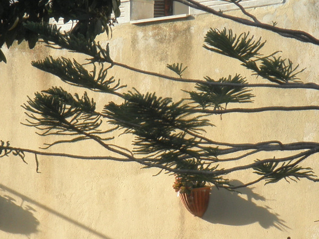 Some kind of cedar? tufty pine-like fronds