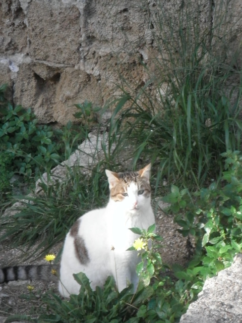 Curious Cat cat in grass under city wall