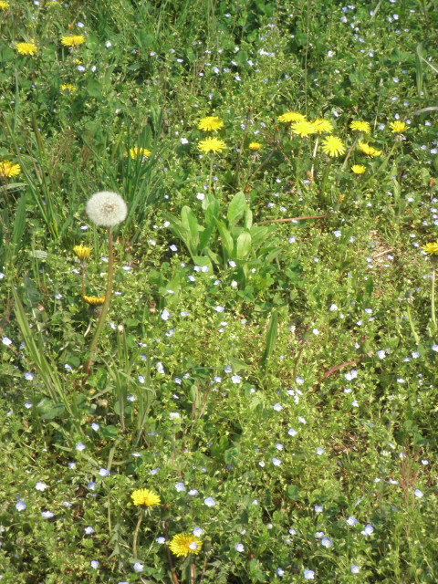dandelions et al spring grasses and wildflowers
