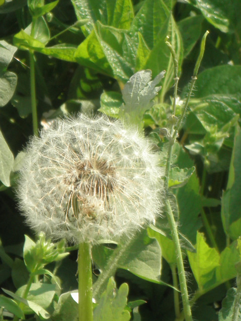 dandelion close-up dandelion bloom in the wild, close up