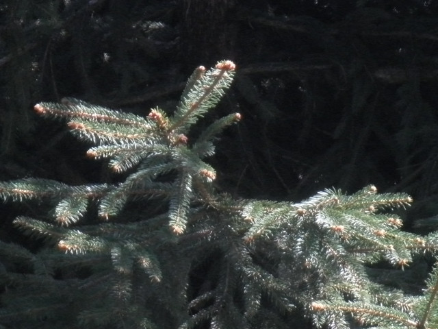fir with new growth close-up of fir fronds