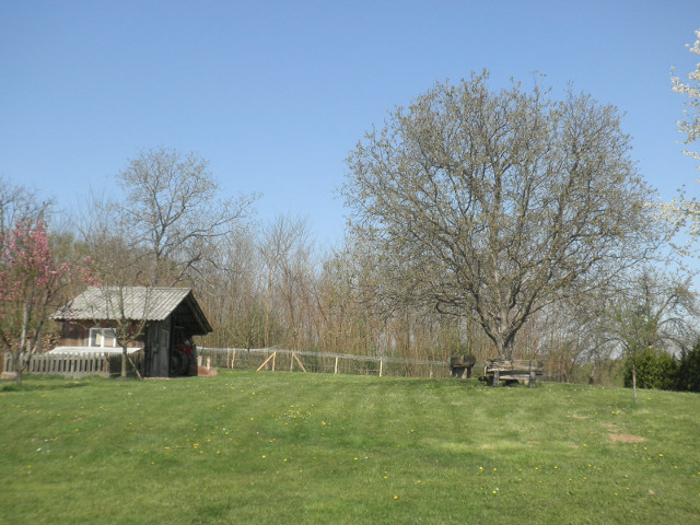 the back forty mown grass field, trees, shed