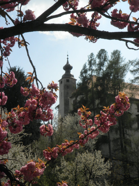 pink blossoms pink blossoms framing castle tower