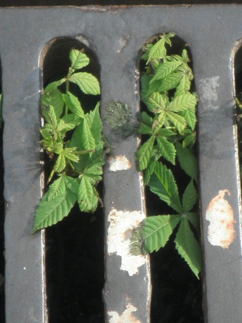 irrepressible leaves (blackberry?) peeking up through storm drain cover