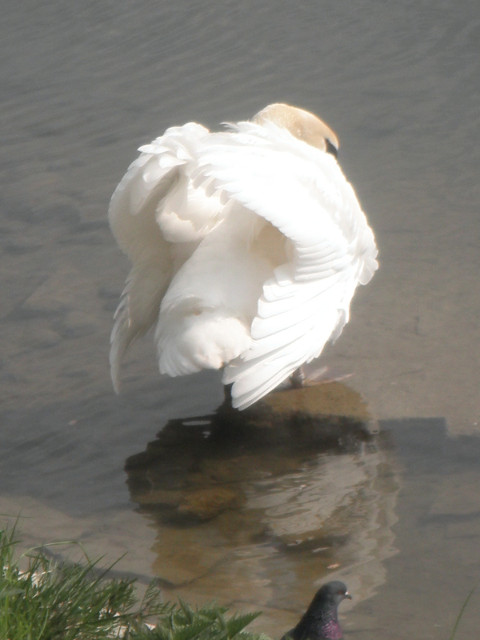Swan, posterior swan from behind with feathers a-ruffle