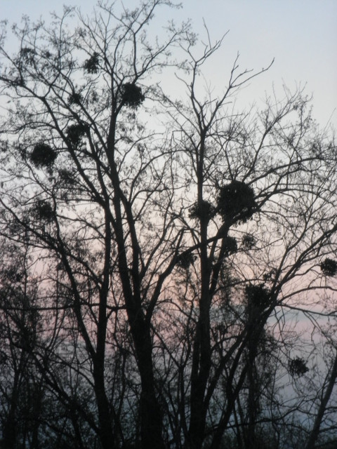 Mistlletoe silhouette of tree, mostly bare with many mistletoe balls
