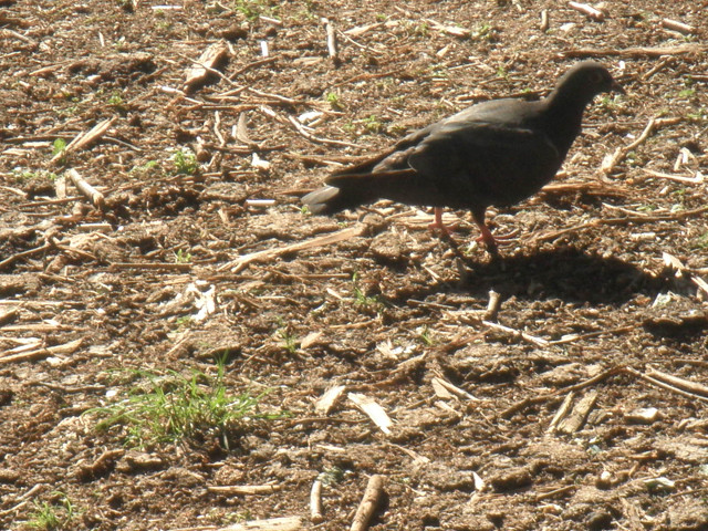 they're everywhere pigeon on twiggy ground