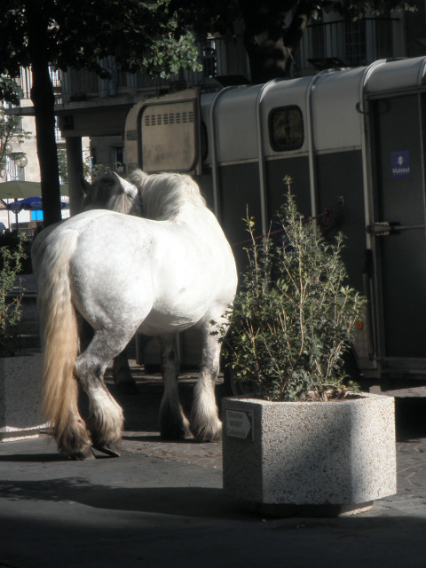 town horse white horse tethered near cathedral