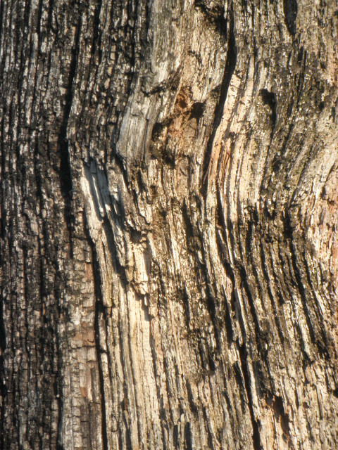 Weathered Grain Weathered wooden plank, close-up