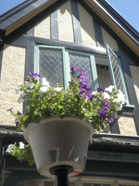 Frome - half-timbering with flower pot dark blue on cream half-timber, blue flowers in planter