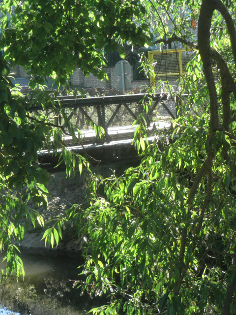 Frome Footbridge trees framing footbridge