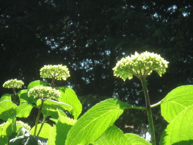Garden near Axbridge backlighted leaves and flower tops