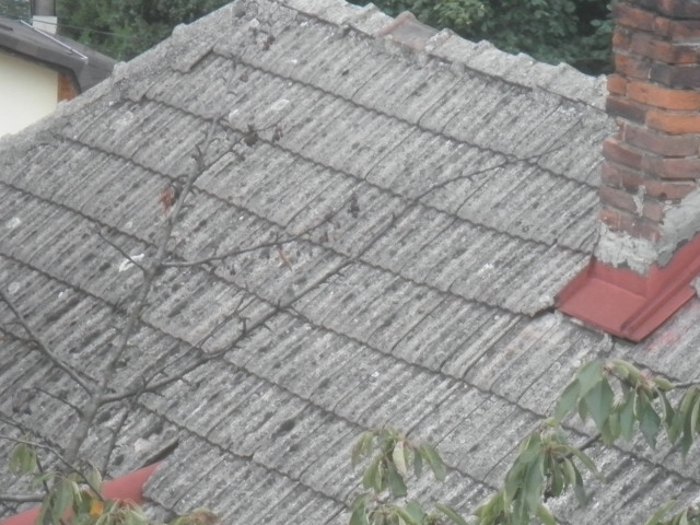 neighbor's old roof clay tiled roof, grey with age and lichen