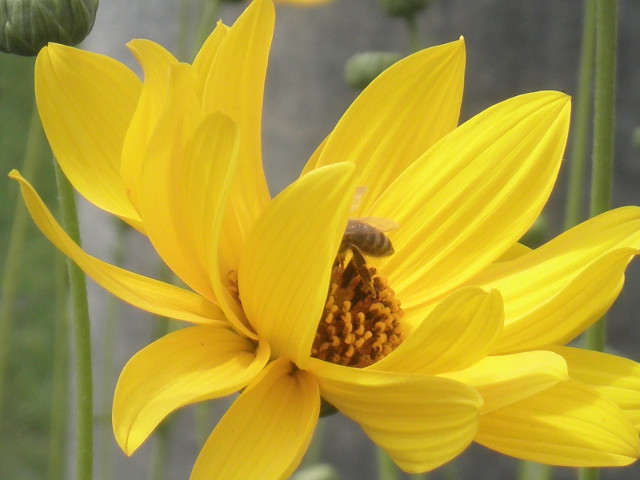 Bee Butt close-up - yellow flower with bee partly behind a petal