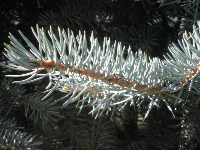 Spruce tip close-up - blue spruce needles