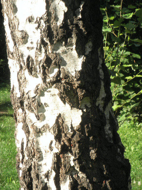 birch default alt text