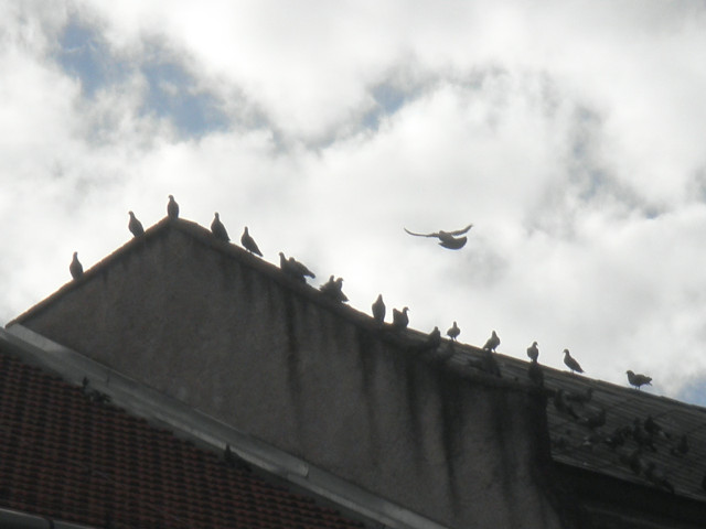 Pigeon with Winglets silhouette: pigeon landing on roof edge, among many fellow pigeons