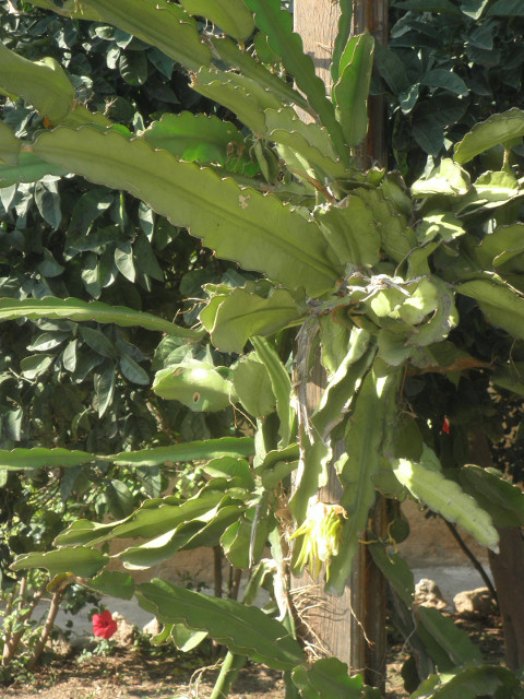 Cactus Climbing a Tree cactus growing vine-like around a tree trunk