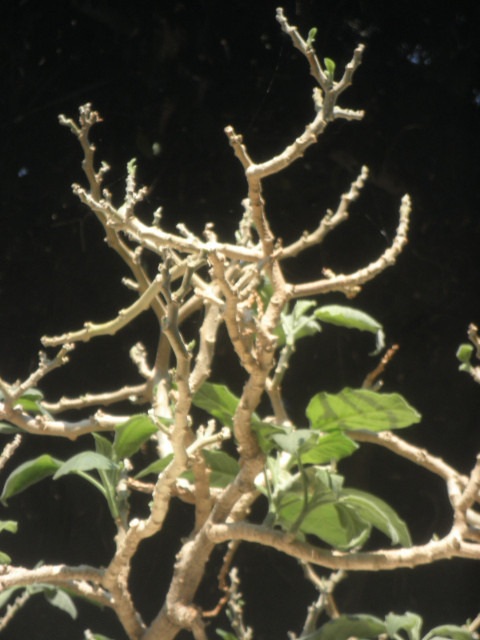 Twigs sun on tips of a tree branch