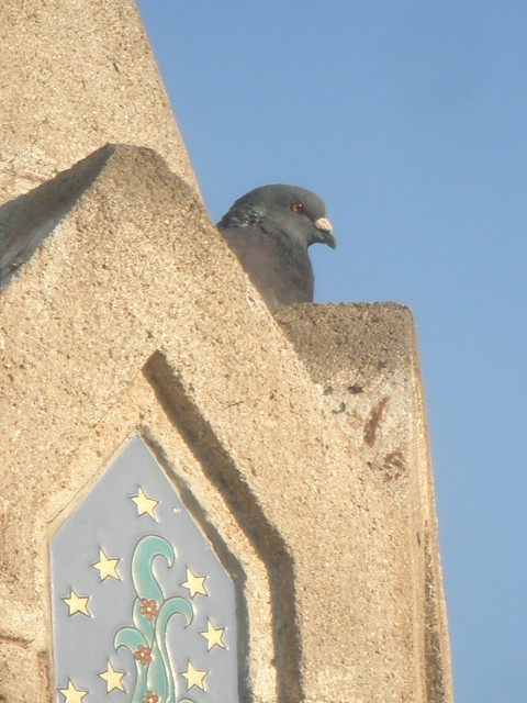 Fountain Pigeon pigeon looking over a cornice on a fountain
