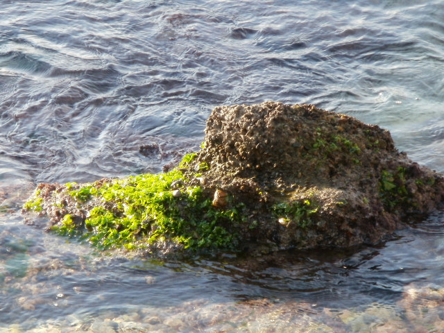Seaweed seaweed on rock in shallow water