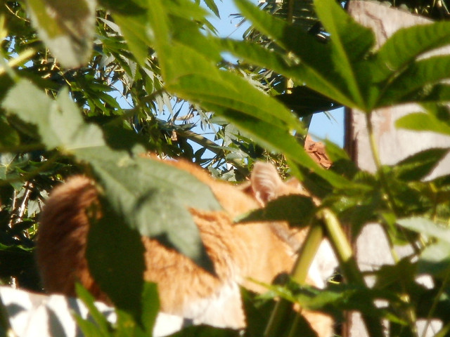 Low Profile Cat default alt text